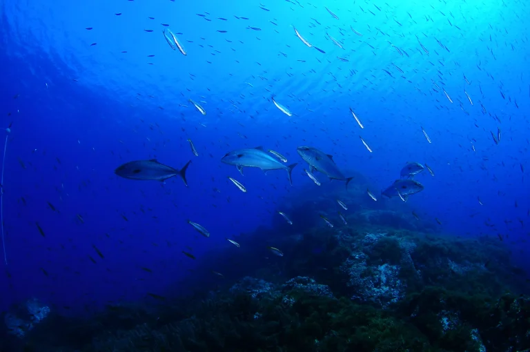 Balkysub Dive Operations