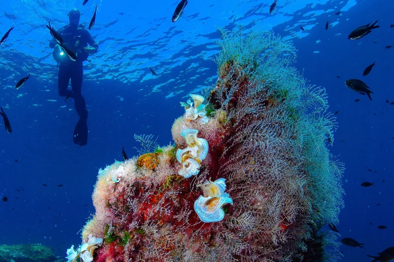 + Mar Buceo