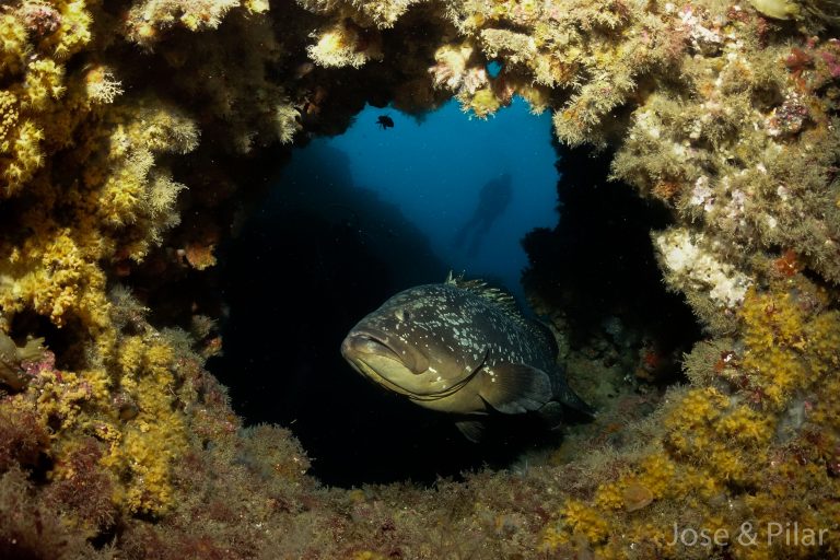 Naranjito Buceo